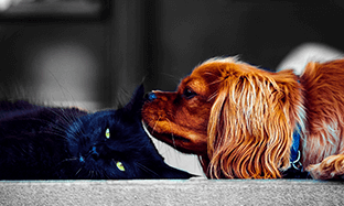 Parasitos en perros y gatos